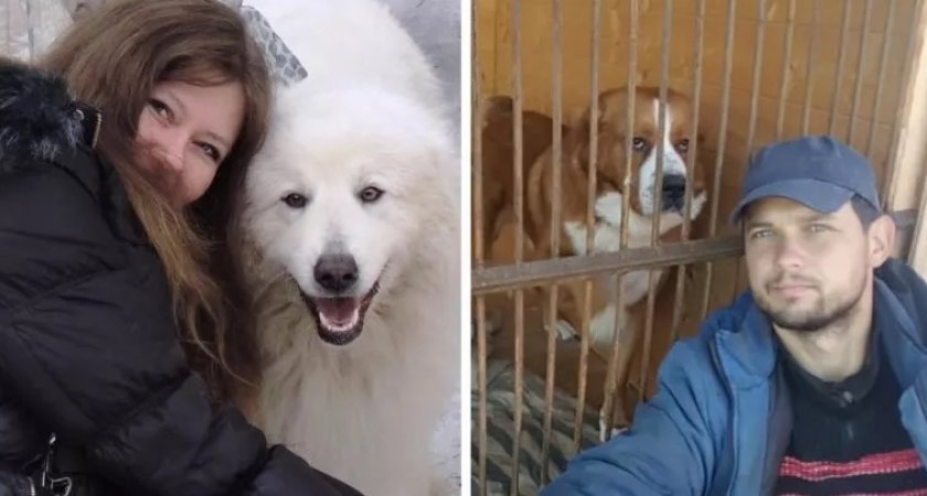 Во Владимирской области прокурор потребовал закрыть деревенский собачий питомник