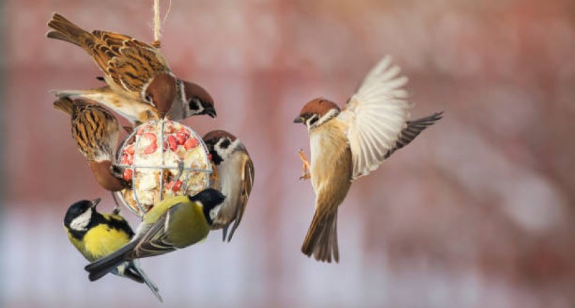 Во Владимирской области стартовала культурно-экологическая акция «Покормите птиц!»