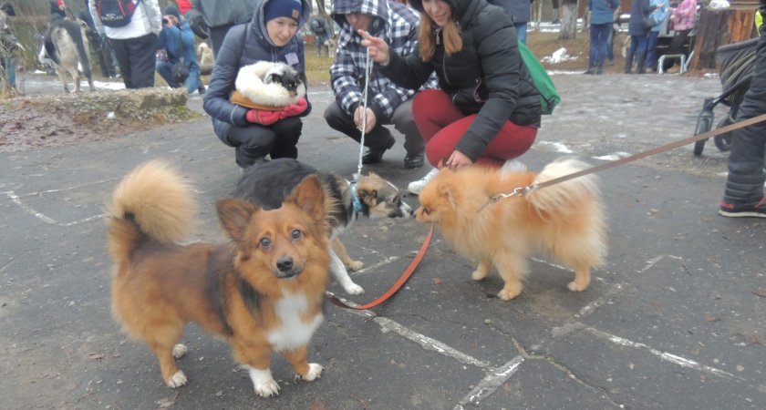 Для хозяев собак во Владимирской области ужесточили правила содержания животных