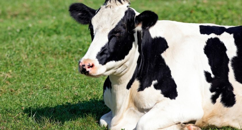 Две жительницы Владимирской области судились из-за больной коровы