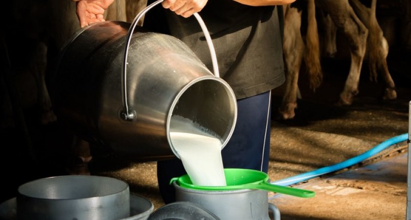 Владимирская область вошла в топ-10 производителей сырого молока в Центральной России
