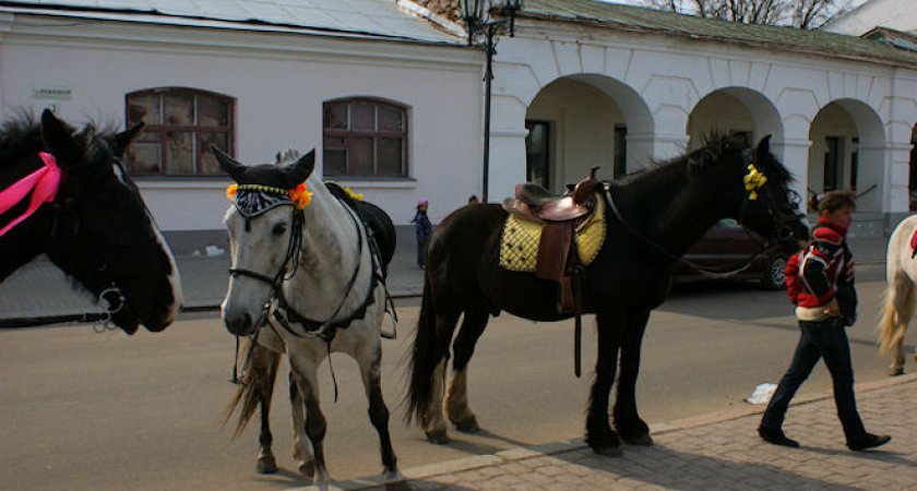 Во Владимирской области суд простил владелицу норовистой лошади по просьбе китайцев