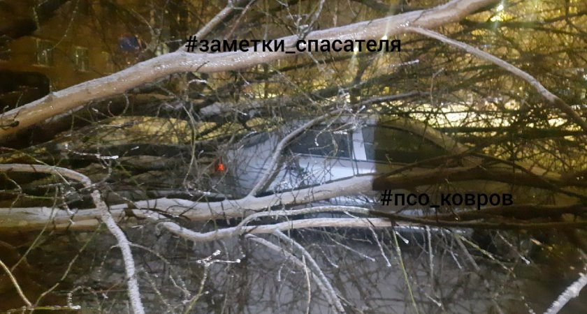 Машина всмятку: во Владимирской области упавшие деревья придавили несколько автомобилей