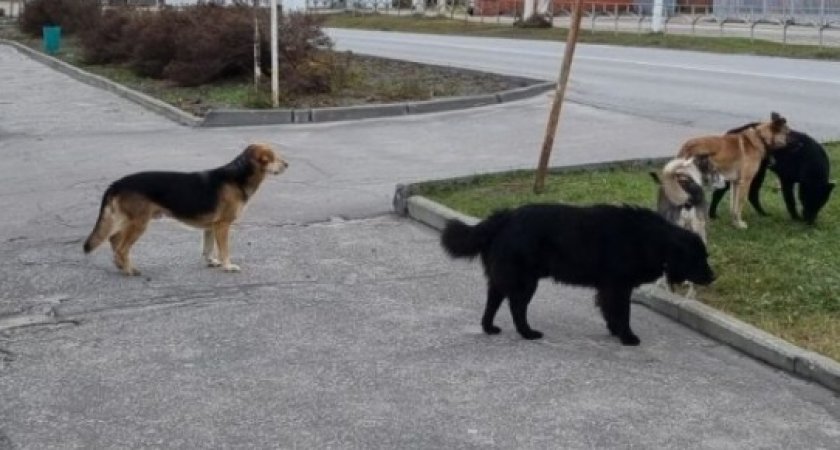 В Селивановском районе бродячие собаки покусали двух человек