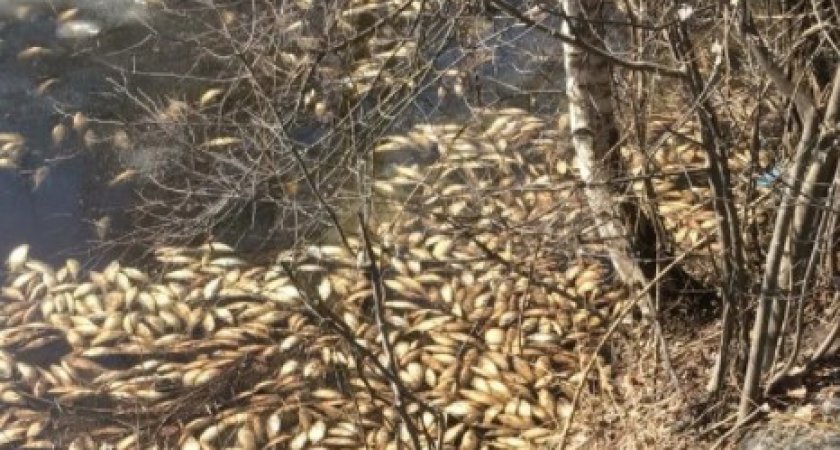 Прокуратура заявила об экологической катастрофе под Муромом