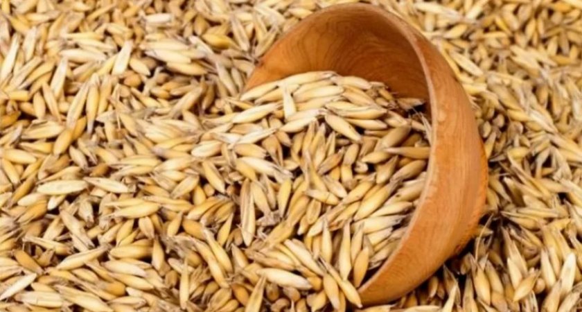 Во Владимирской области забраковали 3000 тонн зерна по требованиям безопасности