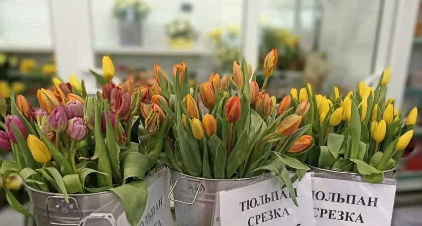 Фото к статье: Тепличный комбинат во Владимирской области уже позаботился о тюльпанах к 8 Марта