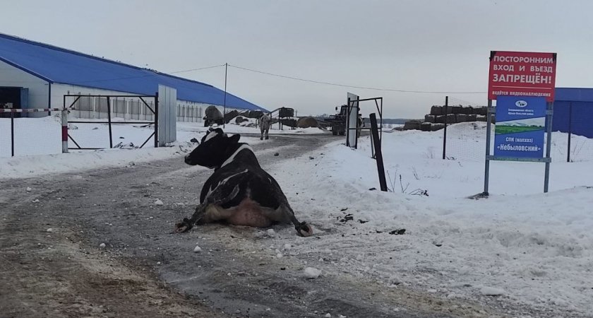 Жуткое падение десятка коров на ледяной дороге попало на видео во Владимирский области