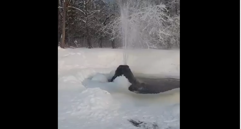 Во Владимирской области в морозы на видео попало настоящее чудо природы