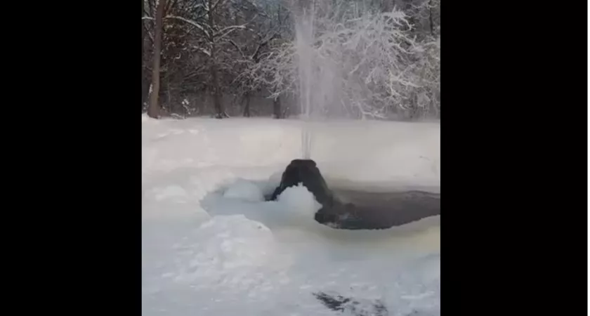 Фото к статье: Во Владимирской области в морозы на видео попало настоящее чудо природы