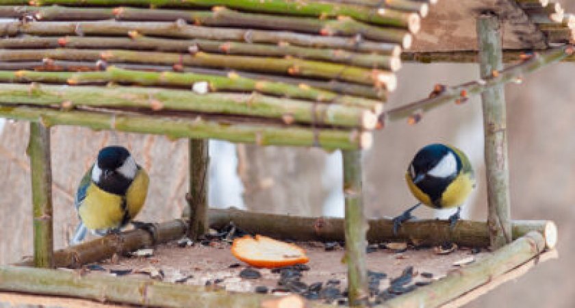 Во Владимире запустили акцию "Покормите птиц зимой"