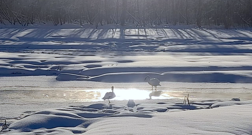 На водоёме во Владимирской области замерзают двое лебедей