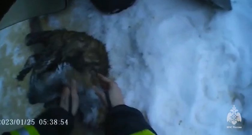 В Гусь-Хрустальном сотрудники МЧС откачали и спасли кошку, которая пострадала при пожаре