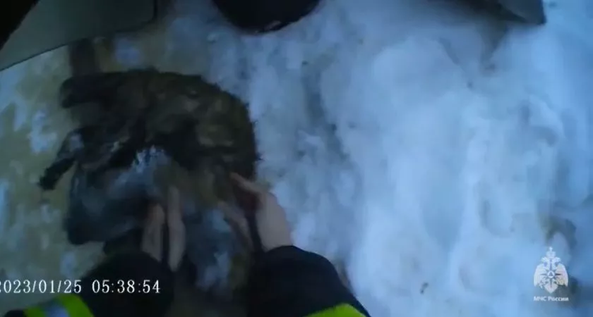 Фото к статье: В Гусь-Хрустальном сотрудники МЧС откачали и спасли кошку, которая пострадала при пожаре