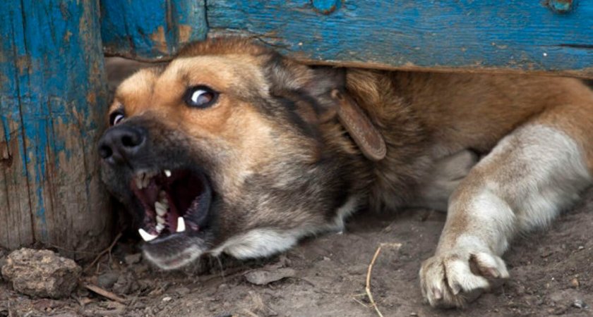 За укус ребенка бродячей собакой во Владимире оштрафована инспекция ветнадзора