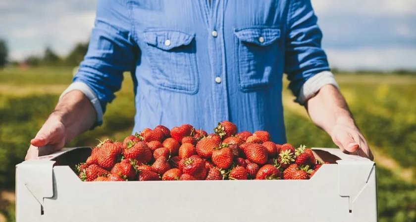 "Агростартап" для фермеров Владимирской области будет объявлен уже в феврале