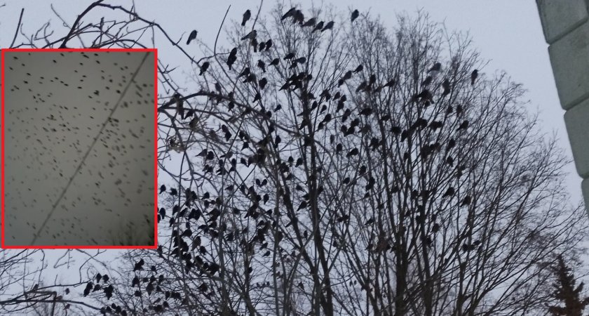 Владимирцев не первый раз за зиму пугают полчища ворон и галок