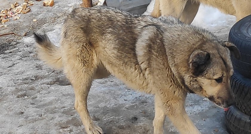 В России хотят ужесточить штрафы за укусы собак