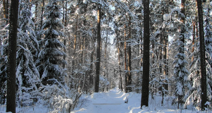 Во Владимирской области собираются продать вековой лес под жилую застройку