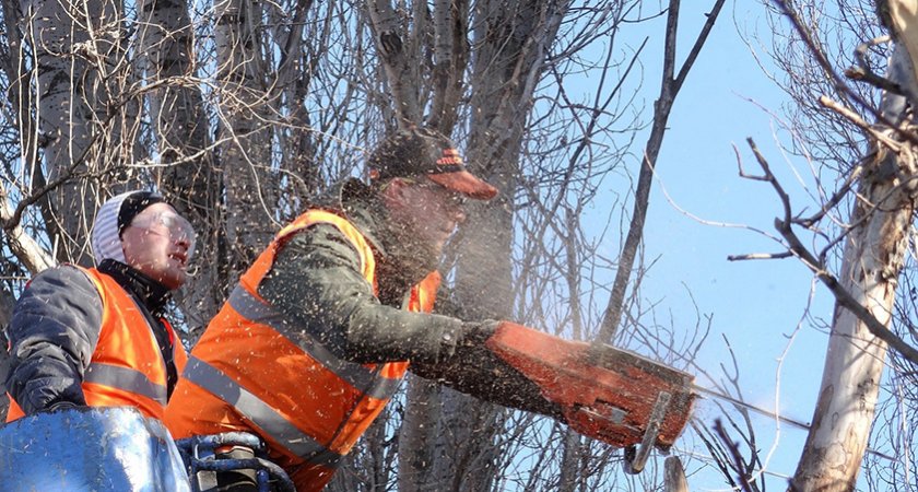 В Гусь-Хрустальном подрядчик за спил деревьев получил в 20 раз больше, чем полагалось