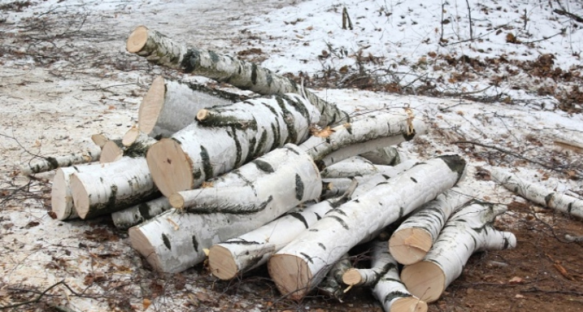 В Вязниковском районе будут судить мужчину за незаконную вырубку берез