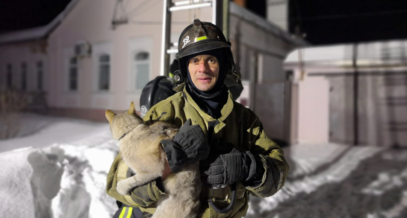 В Гусь-Хрустальном сотрудники МЧС спасли кота, который забрался на электрический столб