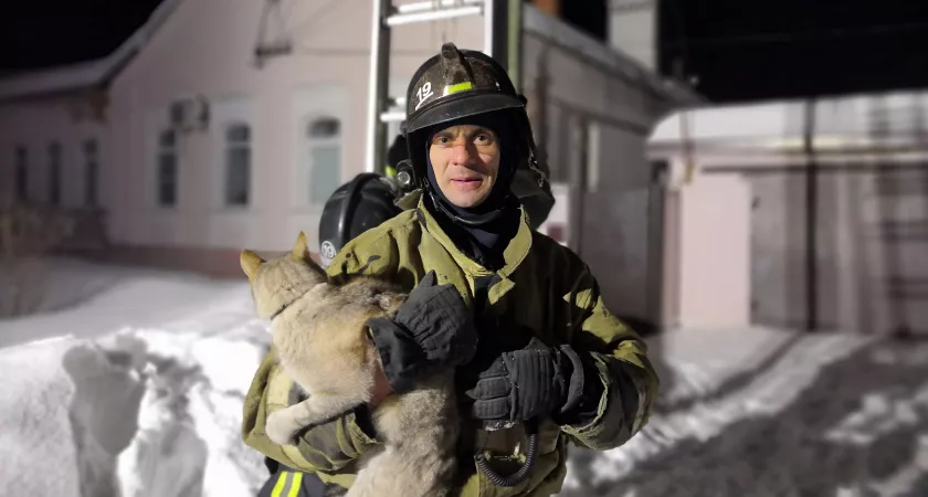 Фото к статье: В Гусь-Хрустальном сотрудники МЧС спасли кота, который забрался на электрический столб