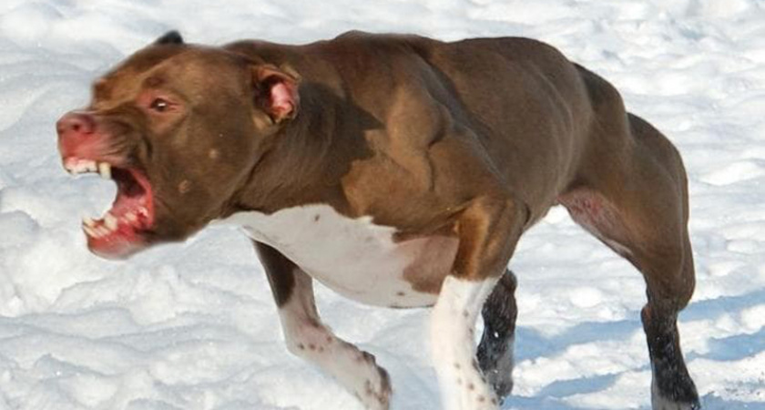 В Кольчугинском районе бойцовая собака напала на местную жительницу и её питомца