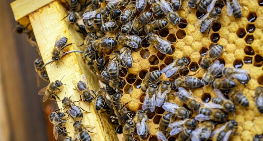 Перевозившему пчел ковровчанину потребовалась помощь спасателей и медиков
