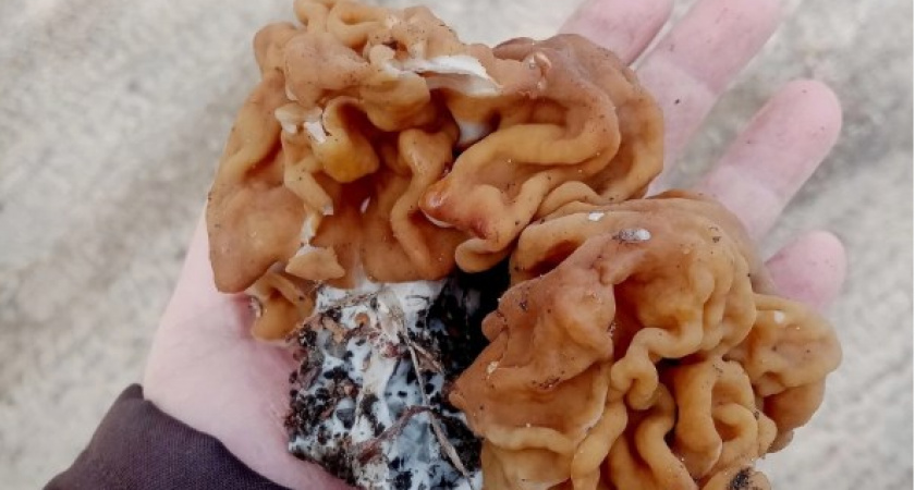 В лесах Владимирской области уже пошли грибы... и змеи!