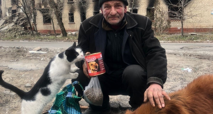 Владимирцы собирают средства на корм брошенным собакам и кошкам Донбасса