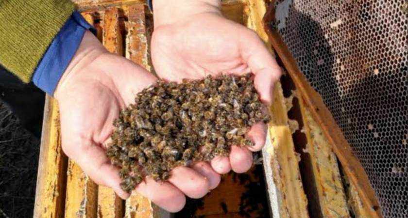 Теперь еще и пчелы: жители Владимирской области узнали о биоугрозе от клещей