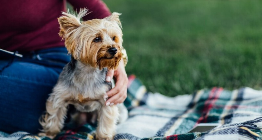 Владимирцев осудили за торговлю несуществующими щенками