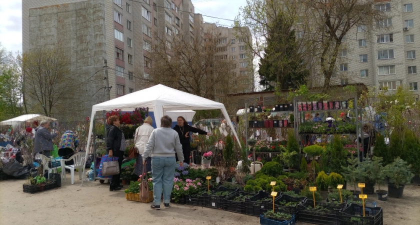 Фото к статье: Жителей Владимирской области предупредили об угрозе бактериального ожога плодовых культур