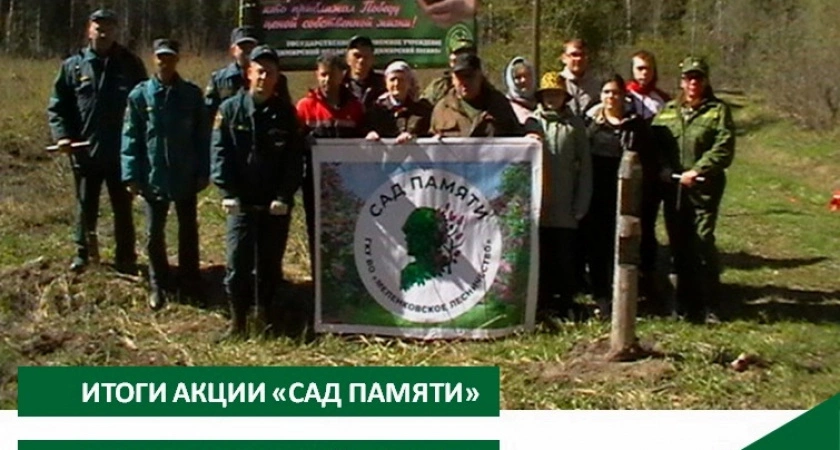 Фото к статье: "Сад памяти" Владимирской области пополнился на 250 тысяч новых деревьев