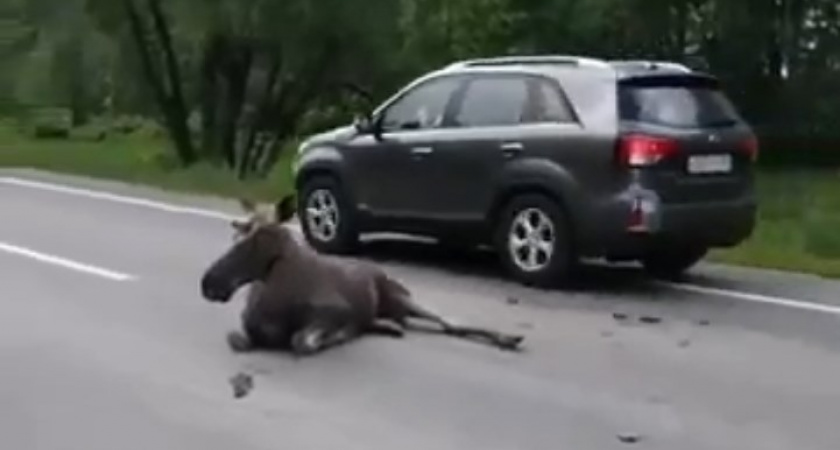 Во Владимирской области в ДТП с дикими животными погиб 1 человек, несколько пострадали