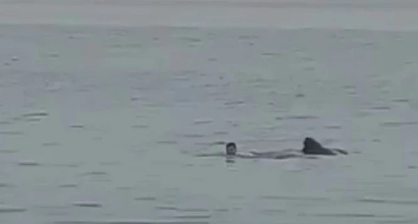 "Его останки доедает": в Хургаде акула загрызла россиянина