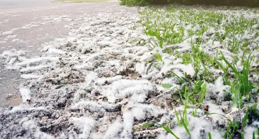Владимирцам рассказали, как справляться с тополиным пухом, который накрывает город