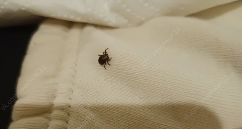 За неделю во Владимирской области обнаружили еще несколько клещей с опасной болезнью Лайма