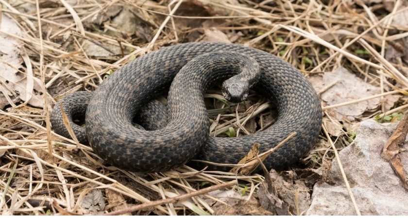 В пригороде Владимира змея напала на 7-летнего ребенка