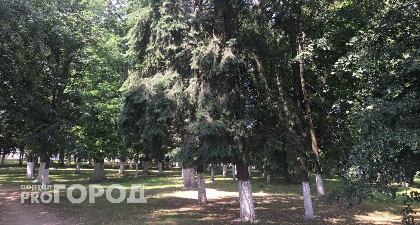 Во Владимире незаконно вырубившего деревья предпринимателя могут оштрафовать