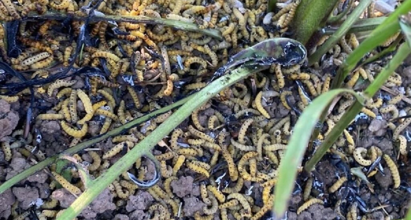 Владимирскую область атаковал новый вредитель - плодовая горностаевая моль