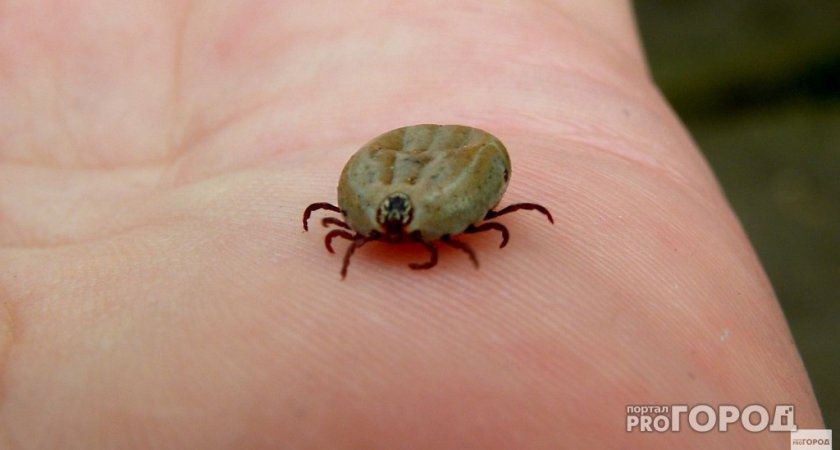 Во Владимирской области выросло число клещей, зараженных опасной болезнью Лайма