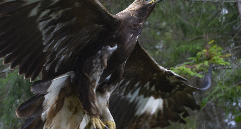 В Клязьминско-Лухском заказнике выпустили редкую краснокнижную птицу - беркута