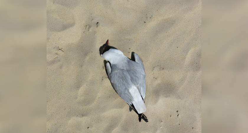 Во Владимирской области ищут павших чаек