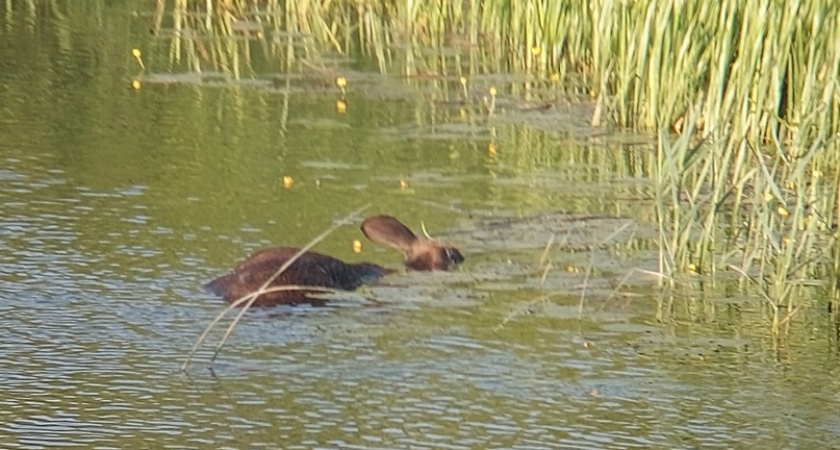 В реке Нерль в Суздальском районе обнаружили труп животного 
