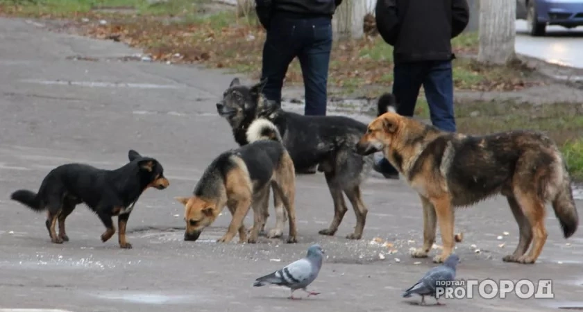 Фото к статье: В Судогодском районе бездомные собаки пробрались на участок и загрызли 22 птицы