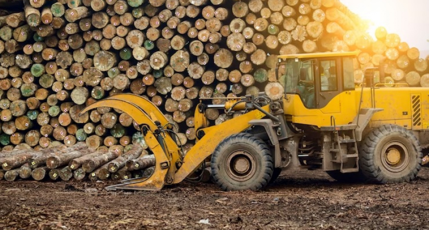 Во Владимирской области нашли лесоматериалы, зараженные черным сосновым усачом