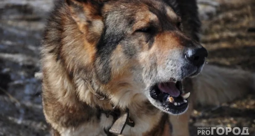 В Муромском районе больной бешенством пёс покусал женщину