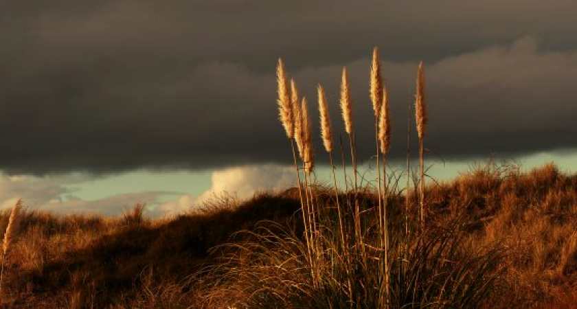 Во Владимирской области у нерадивых собственников изымут ещё 120 га земли 